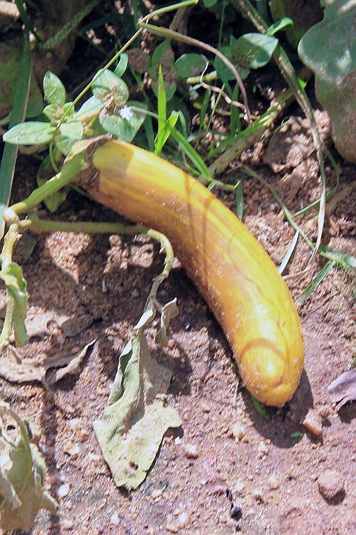 SriLan (520).jpg